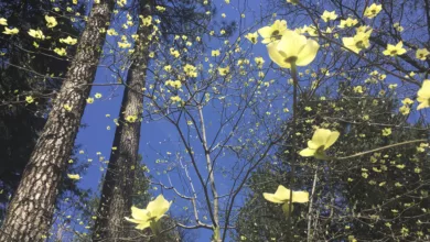 Visit National Parks from the Comforts of Home 1 parks 0520 1170x596 1