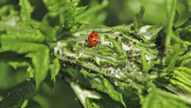 Safely Manage Insect Pests in Your Gardens 23 Garden 0720 1170x596 1