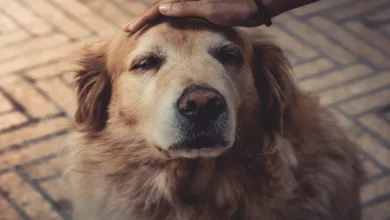 Senior Dogs Have a Lot of Love to Give 14 PetLove 0720 1170x596 1