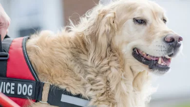 Canines for Kids 7 Phil 0720 1170x596 1