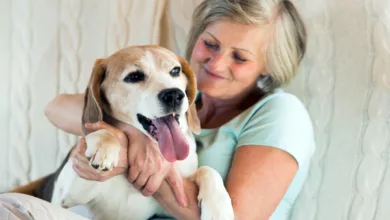 Our Dogs are Therapy Animals Too 15 animals 0620 1170x596 1