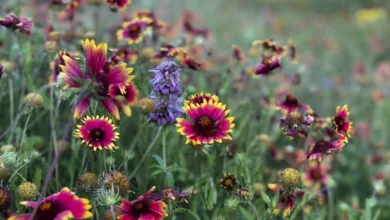 Taking Time to Enjoy the Wildflowers 24 wildflowers 0620 1170x596 1