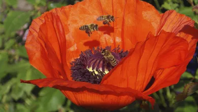 What’s All the Buzz About Bees? 27 Bees 0920 1170x596 2020