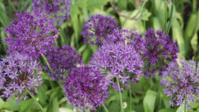 Plant Now for a Colorful Spring Display 16 Allium ‘Purple Sensation’ |