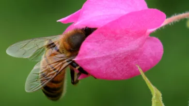The Buzz About World Honey Bee Day 3 World Honey Bee Day