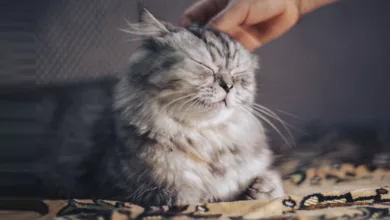 How to Know If Your Cat Is Happy 8 A Happy Cat Being Pet