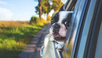Take Time to Celebrate Our Furry Friends 9 Take Time to Celebrate Our Furry Friends