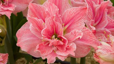Grow Frilly, Bold, and Unique Amaryllis in Your Garden This Winter 15 Garden Amaryllis 0920 1170x596 2020