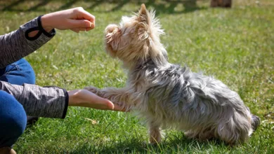 Modern Training for Modern Dogs 7 PetLove 1020 1170x596 2020