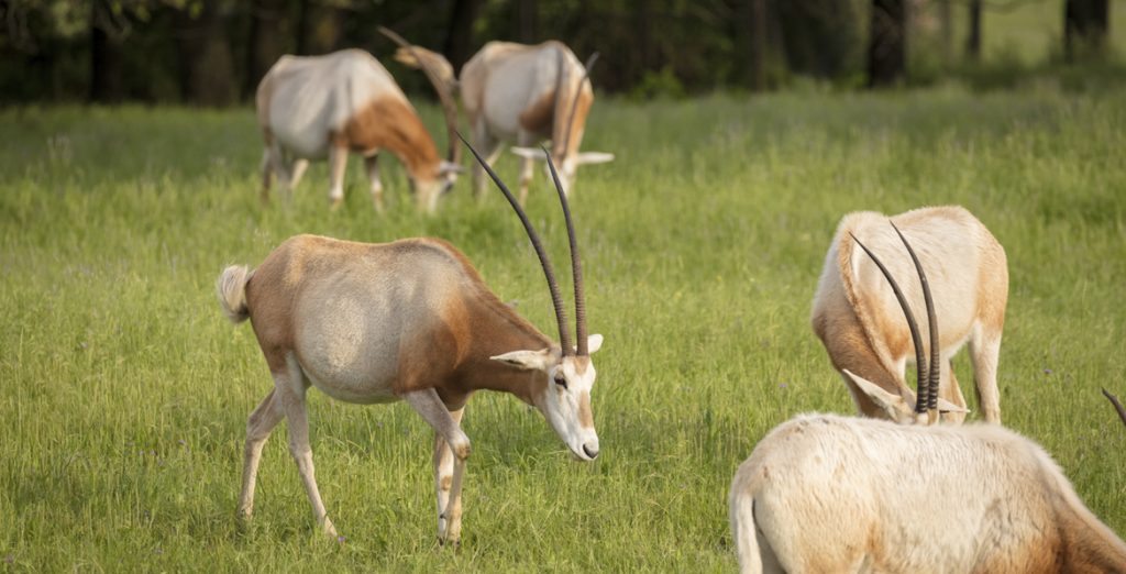 Your Support Fuels Fossil Rim Conservation