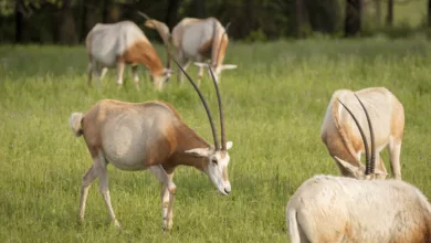 Your Support Fuels Fossil Rim Conservation 12 Philan 1020 1170x596 2020