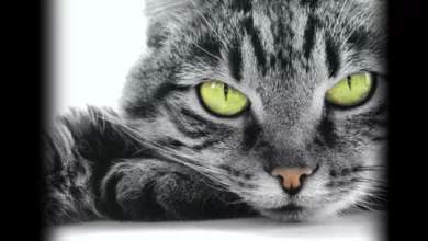 Choosing the Purr-fect Candidate 1 Purr fect 1020 1170x596 2020