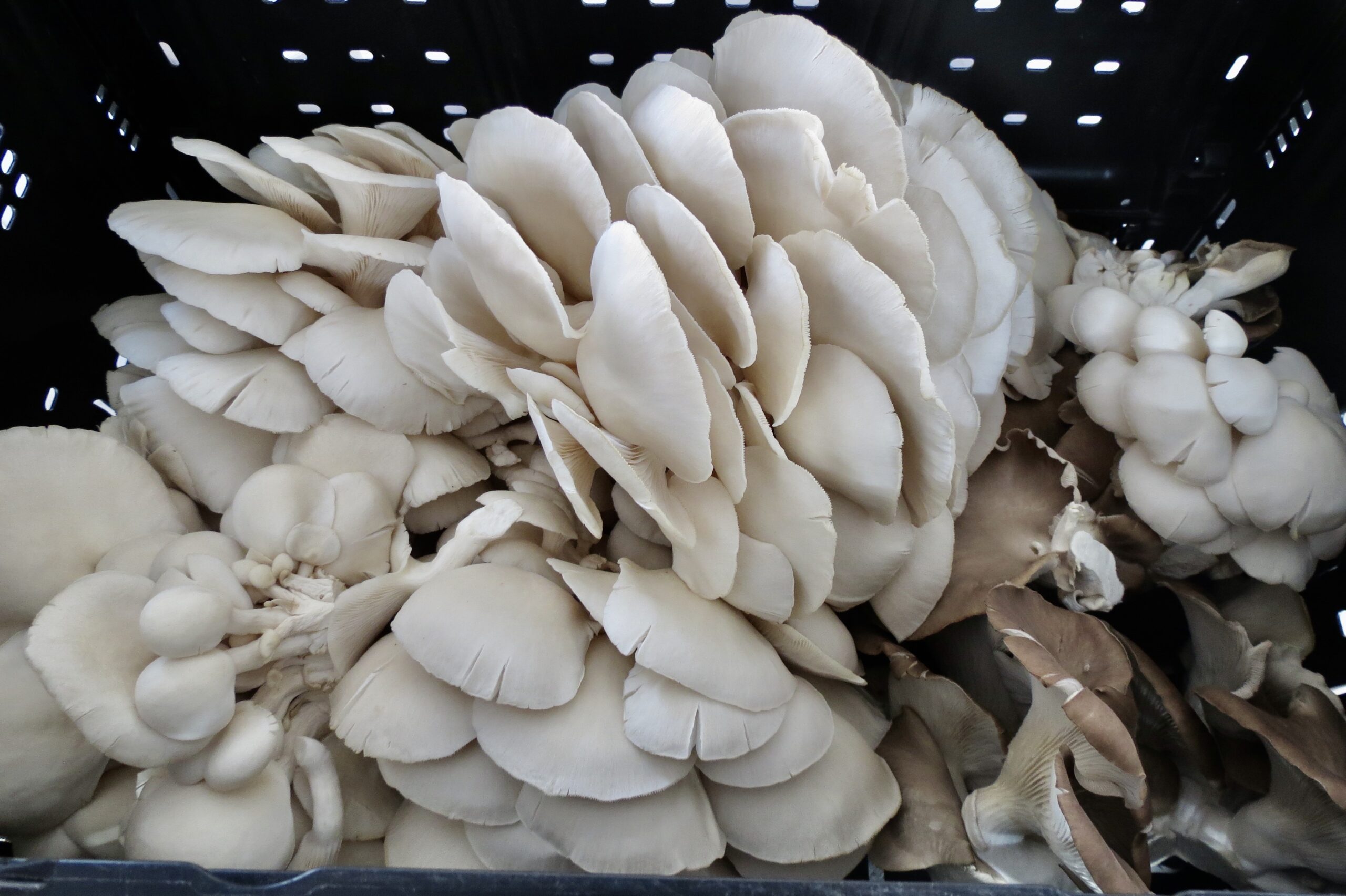 ElmItalianOyster Mushrooms scaled