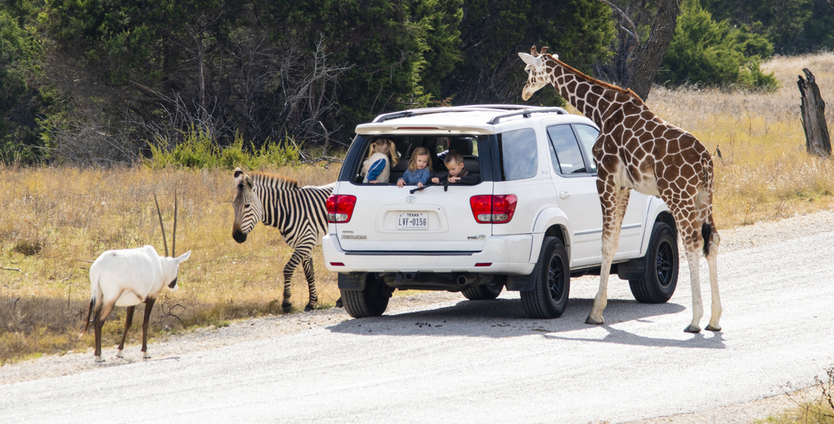 Make Family Memories on a Safari in Texas