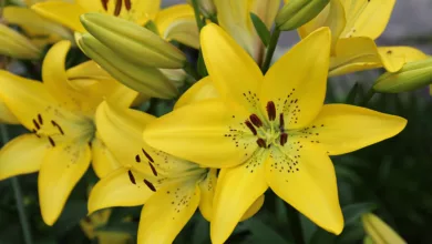 Perfume Your Garden with Lilies 13 GARDEN 0121 1170x596 2021