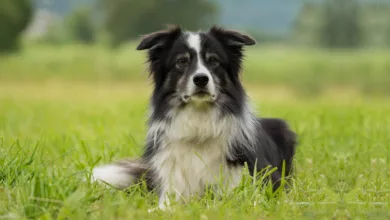 Will My Dog’s Personality Change with Age? 4 PETLOVE 0121 1170x596 2021