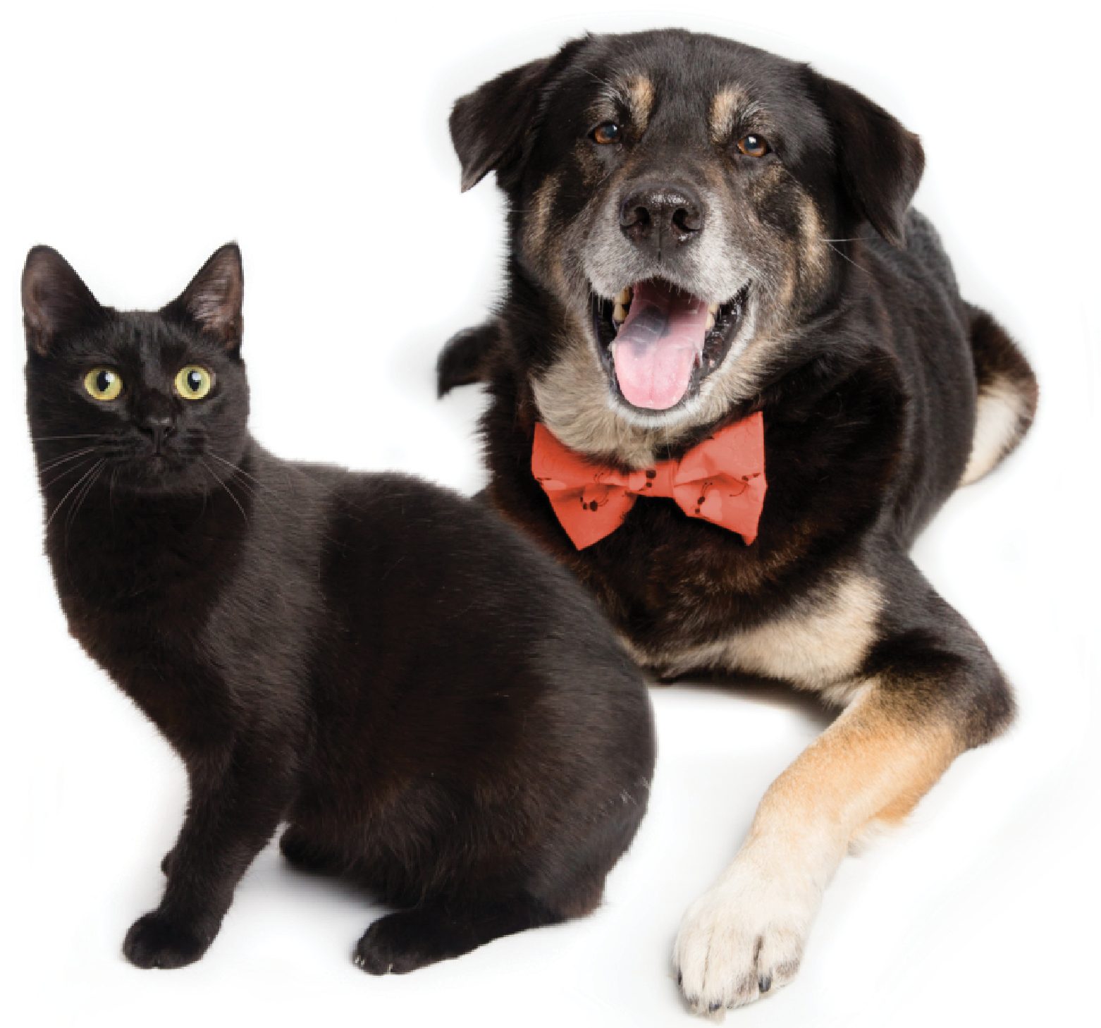 Love Me, Love My Dog 3 PetMatching Sidebar e1609885077588