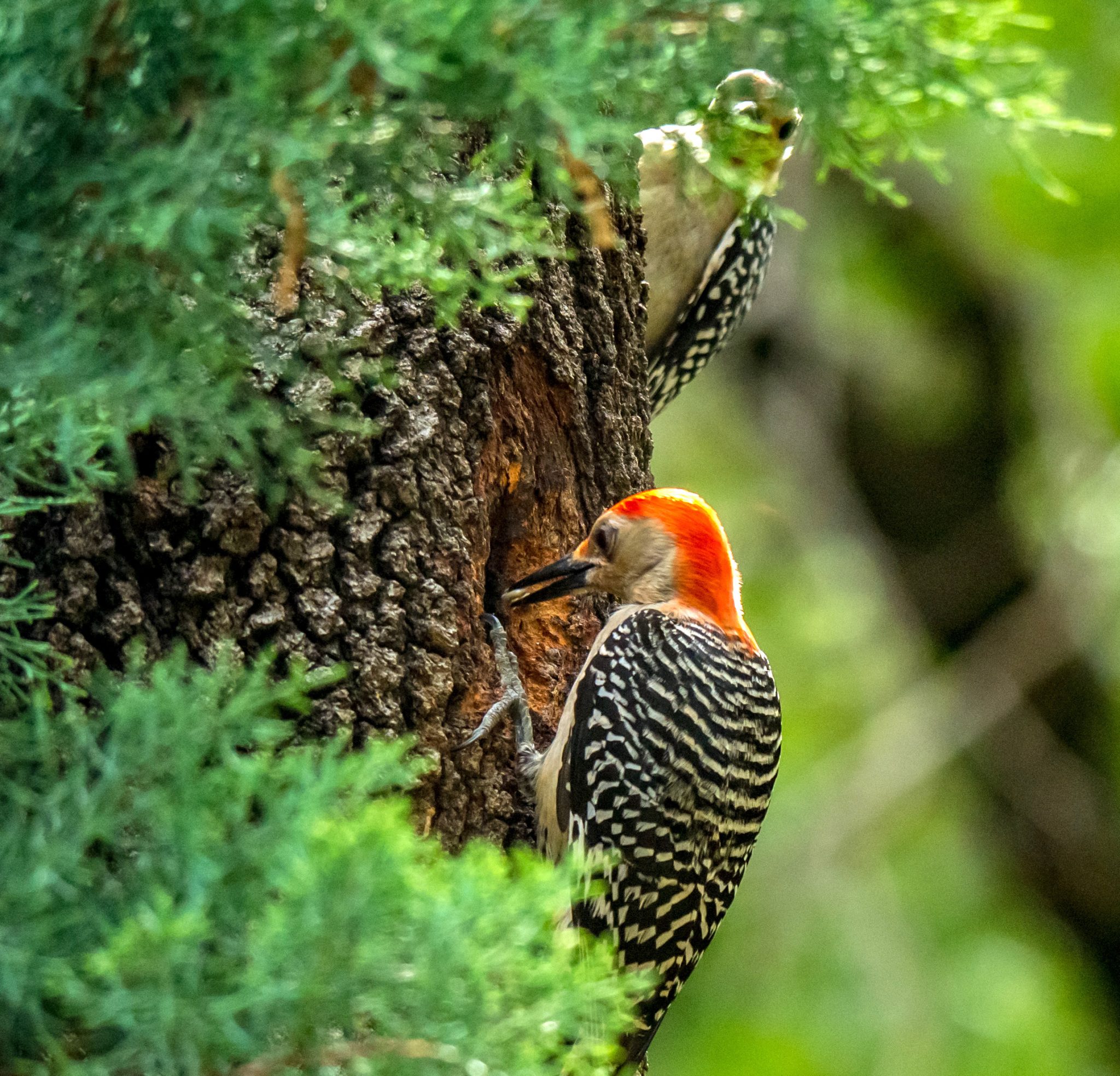Red-Bellied Woodpecker | Photo by Richard Greene