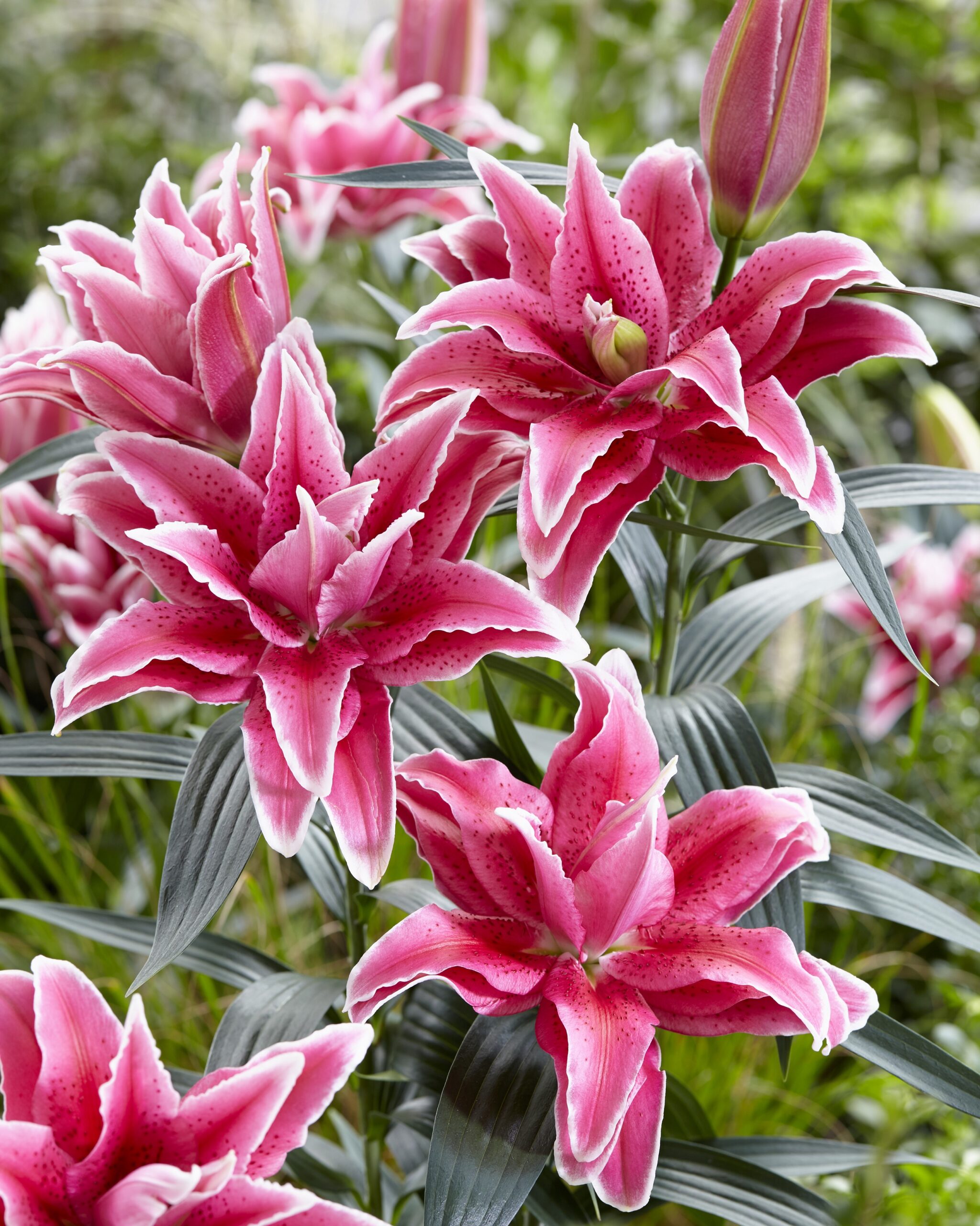 Rosellily Double Oriental Lily