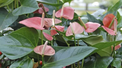 Heart Shaped Plants to Give for Valentine’s Day 12 Garden 0221 1170x596 2021