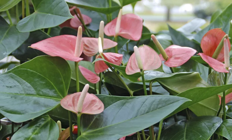 Heart Shaped Plants to Give for Valentine’s Day 1 Garden 0221 1170x596 2021