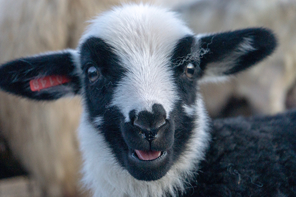Spin White Gold into Yarn 3 BlackWhite 0556 E