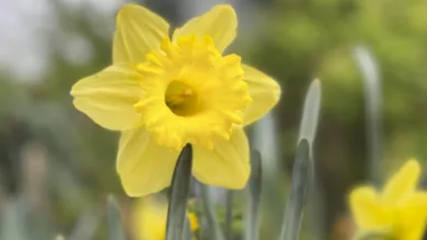 American Cancer Society National Daffodil Days 15 Daffodil 0321 1170x596 2021