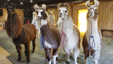 Destination Texas: A Whole Lotta Llama Love 16 Llamas 0321 1170x596 2021
