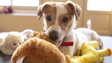 How to Encourage End of Playtime Behavior with Your Furry Friend 3 PetLove 0321 1170x596 2021