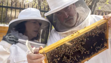 One Honey of a Hobby 10 Bees 0521 1170x596 2021