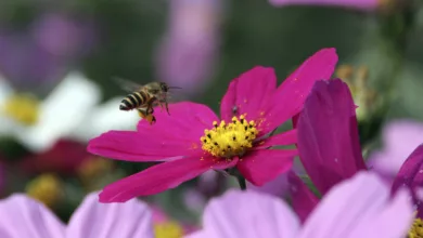 Amazing Things About Bees You Probably Do Not Know 8 WorldBee2 0521 1170x596 2021