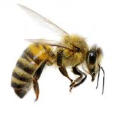 honey bee 1