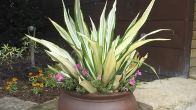 Think You Can’t Have Color in the Summer Heat? 16 Garden 0721 1170x596 2021