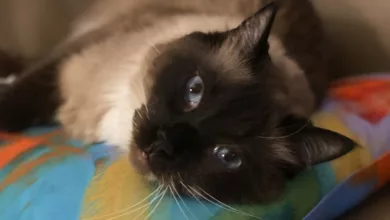 Cat Facts 6 PetLove 0721 1170x596 2021