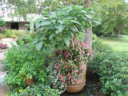 Think You Can’t Have Color in the Summer Heat? 2 img 1519 E