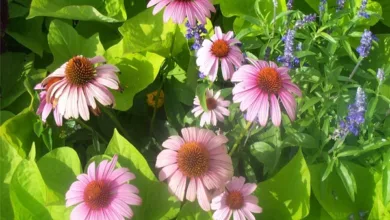 Garden 0921 600x450 2021 3c