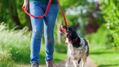 Walking with Your Fur Buddy: Tips for Leash-Training Your Dog 9 PetLove 0921 600x450 2021 3c