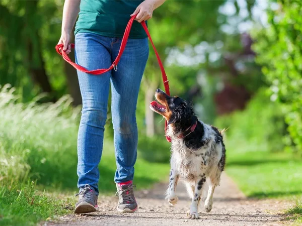 Love on best sale a leash training