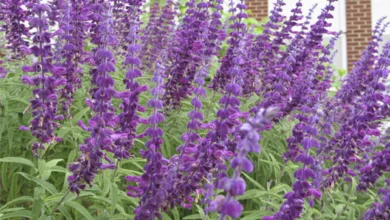 Landscape 1121 600x450 2021 3