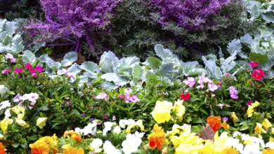 Garden 0122 2022 600x450 1