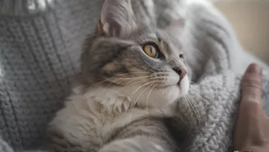 The Cat’s Meow 7 Pets 0122 2022 600x450 1