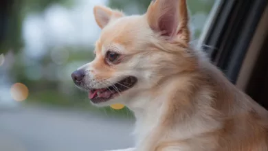 I’d Do Anything for Love 6 Sutherland 0222 600x450 1