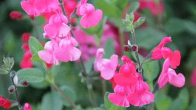 Woodson 0222 600x450 1