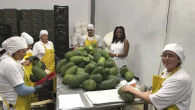 Superfoods for Health and Wellness 11 Aniaka 0502 600x450 1