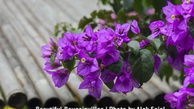 Enhance Your Landscape with Tropical Plants 1 Woodson2 0522 600x450 1