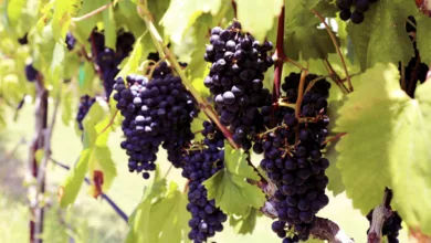 Kurtz wine 0722 600x450 1