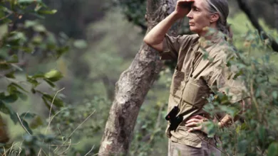 The Journey of Jane Goodall 2 Waller Goodall 0722 600x450 1