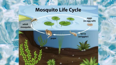 Mosquito Life Cycle