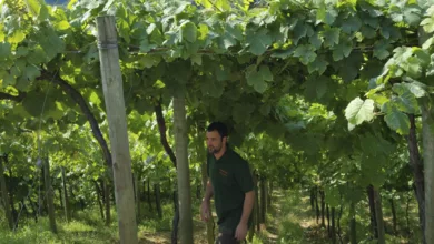 Regenerative Viticulture: Wine Beyond the Bottle 19 Savelle 0722 600x450 1