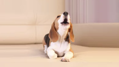 Do You Have a Sir or Madam Barks-a-Lot? 3 Sutherland 0722 600x450 1